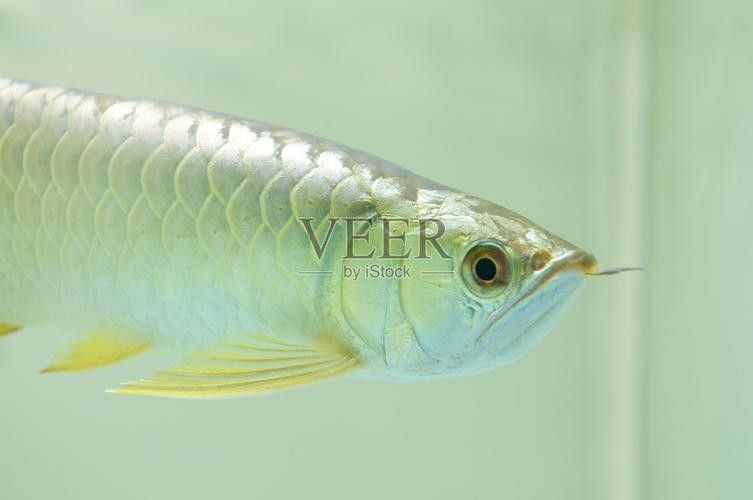 給我推薦一些高清龍魚圖片：精選的高清龍魚圖片資源推薦 給我推薦一些高清龍魚圖片：精選的高清龍魚圖片資源推薦 龍魚百科 第19張