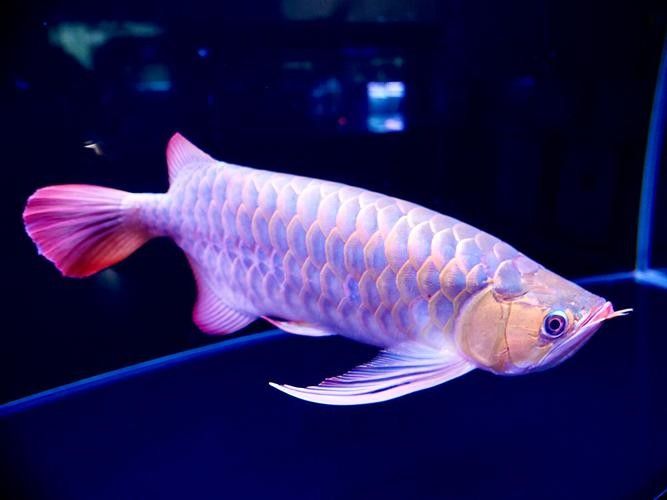 給我推薦一些高清龍魚圖片：精選的高清龍魚圖片資源推薦 給我推薦一些高清龍魚圖片：精選的高清龍魚圖片資源推薦 龍魚百科 第28張