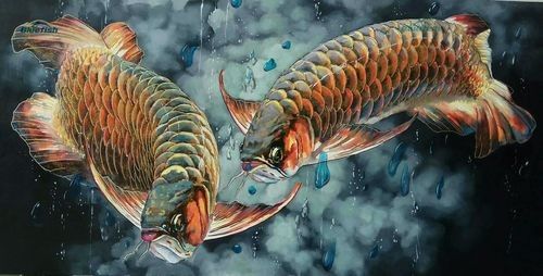 給我推薦一些高清龍魚圖片：精選的高清龍魚圖片資源推薦 給我推薦一些高清龍魚圖片：精選的高清龍魚圖片資源推薦 龍魚百科 第39張