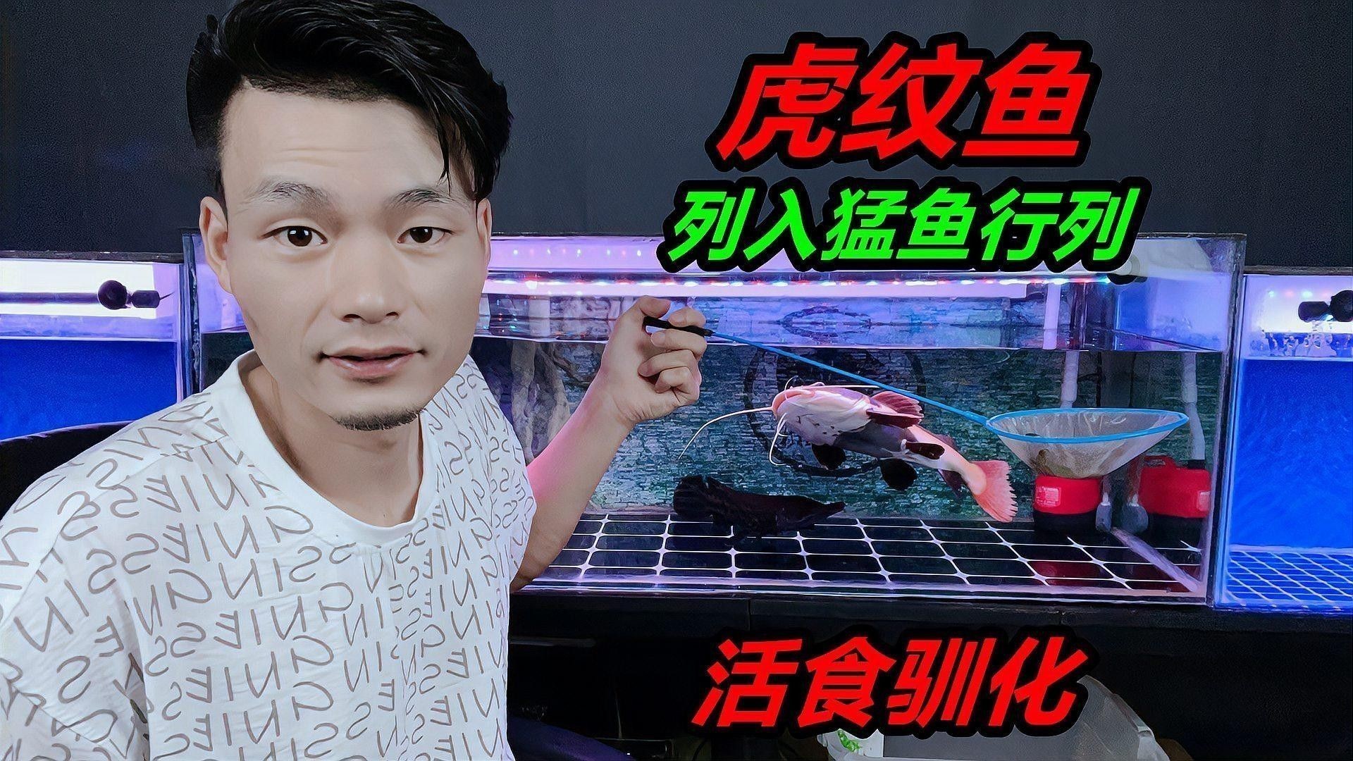 虎紋恐龍魚多久喂一次比較好：恐龍魚喂養指南