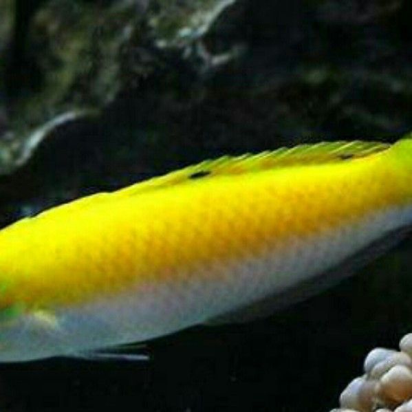 哪些品種的雪龍魚是海魚：如何區分不同品種的雪龍魚？