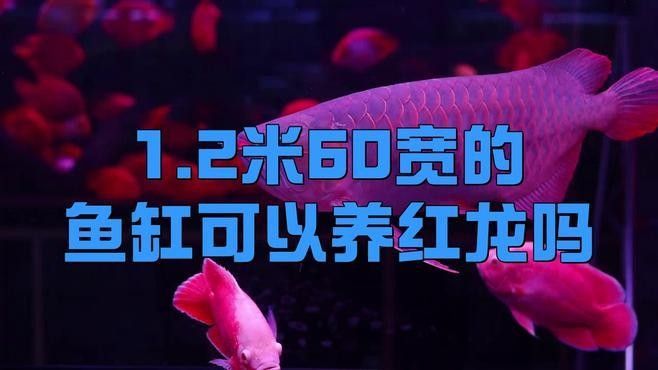 飼養純血紅龍魚需要多大的魚缸？：養紅龍魚缸最佳尺寸 飼養純血紅龍魚需要多大的魚缸？：養紅龍魚缸最佳尺寸 龍魚百科 第2張