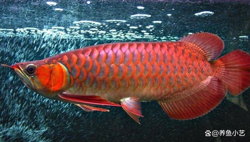 飼養純血紅龍魚需要多大的魚缸？：養紅龍魚缸最佳尺寸 飼養純血紅龍魚需要多大的魚缸？：養紅龍魚缸最佳尺寸 龍魚百科 第8張
