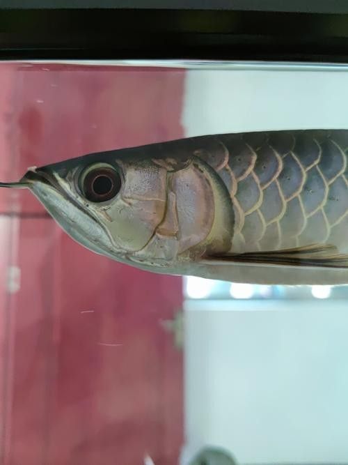 如何預防龍魚嘴上的白色肉球：魚嘴發白是怎么回事