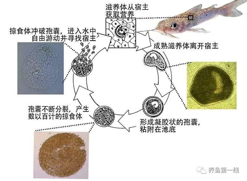 如何預防龍魚嘴上的白色肉球：魚嘴發白是怎么回事