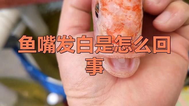 如何預防龍魚嘴上的白色肉球：魚嘴發白是怎么回事