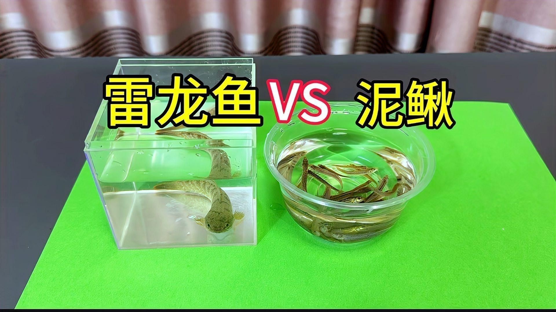 雷龍魚除了面包蟲還能吃什么：雷龍魚作為雜食性肉食魚類食物選擇非常豐富