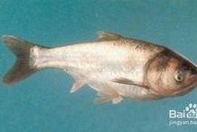火龍魚公母的解剖學特征：如何區分火龍魚的公母
