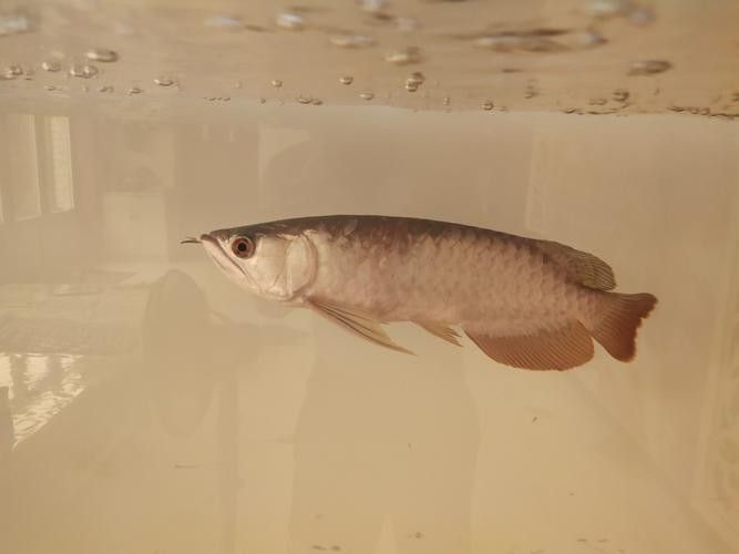 金龍魚鱗片疾病圖片高清版：養魚小藝，圖解10種龍魚鱗片的常見疾病