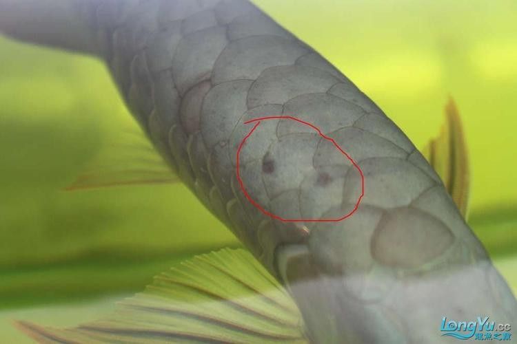 金龍魚鱗片疾病圖片高清版：養魚小藝，圖解10種龍魚鱗片的常見疾病