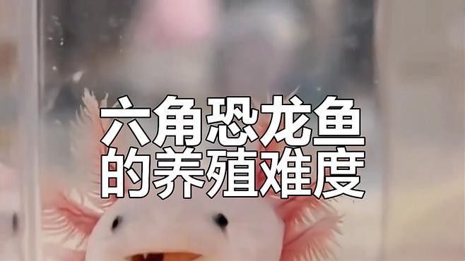 六角恐龍魚有哪些人工培育品種：六角恐龍魚飼養(yǎng)注意事項