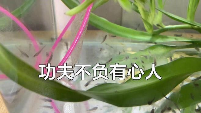 六角恐龍魚有哪些人工培育品種：六角恐龍魚飼養(yǎng)注意事項