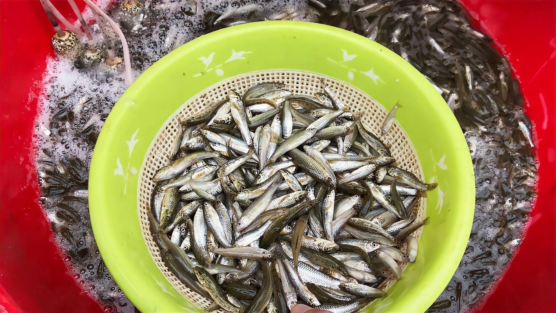 如何判斷古龍魚是否準(zhǔn)備好繁殖：判斷古龍魚是否進入繁殖期需綜合觀察其生理特征、行為變化及環(huán)境適應(yīng)性