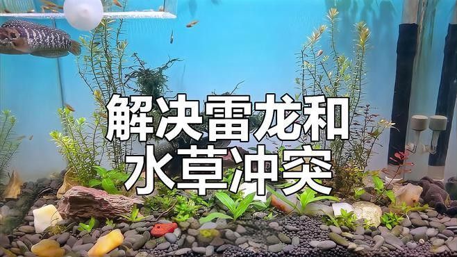 哪些水草適合與雷龍魚混養？：thesixls雷龍缸水草搭配指南