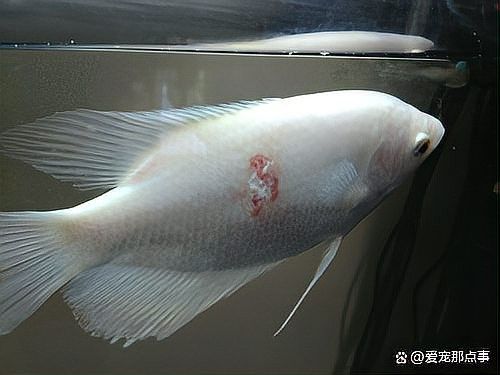 龍魚浮頭傳染的死亡率有多高：龍魚浮頭現象的死亡率因具體病因具體病因差異較大