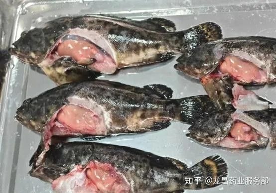 龍魚浮頭傳染的死亡率有多高：龍魚浮頭現象的死亡率因具體病因具體病因差異較大