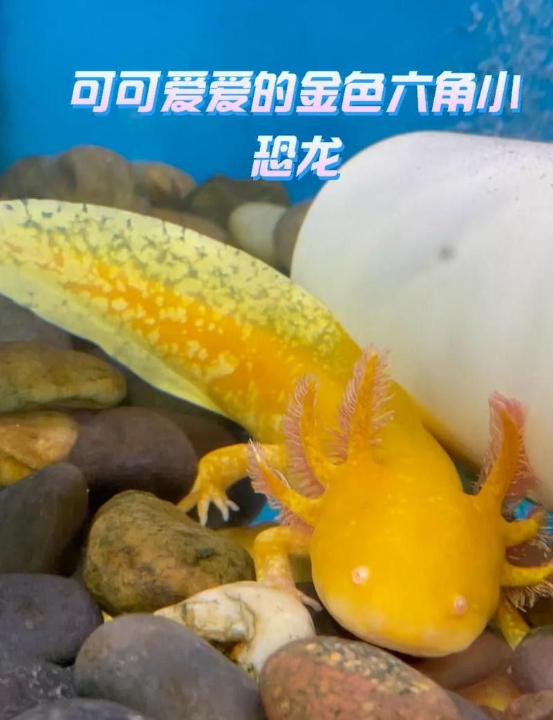 六角恐龍魚苗能長多大？：六角恐龍魚成長記 六角恐龍魚苗能長多大？：六角恐龍魚成長記 龍魚百科 第4張