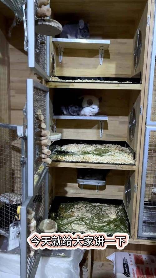龍貓繁殖時需要準備哪些設施:龍貓媽媽產前后全攻略 龍魚百科 第7張 龍貓繁殖時需要準備哪些設施:龍貓媽媽產前后全攻略 龍貓繁殖時需要準備哪些設施:龍貓媽媽產前后全攻略 龍魚百科 第7張