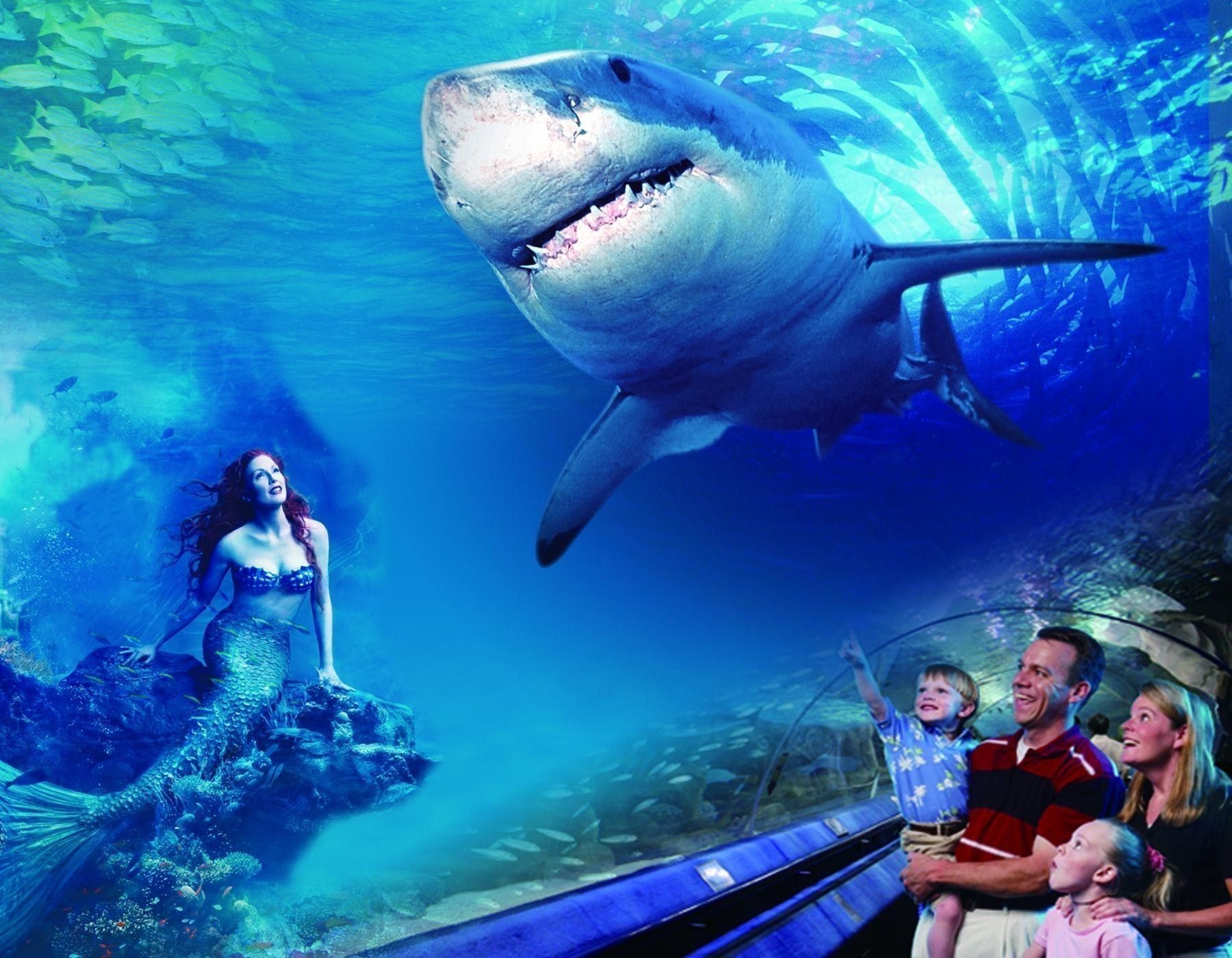 興化哪個水族館龍魚好？祥龍魚場龍魚：興化地區水族館及龍魚養殖場
