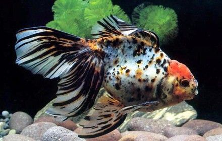 興化哪個水族館龍魚好？祥龍魚場龍魚：興化地區水族館及龍魚養殖場