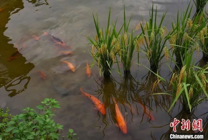 青田哪個水族館龍魚好？祥龍魚場龍魚：青田地區以祥龍魚場為代表的龍魚養殖和水族展示專業性 青田哪個水族館龍魚好？祥龍魚場龍魚：青田地區以祥龍魚場為代表的龍魚養殖和水族展示專業性 龍魚百科 第8張