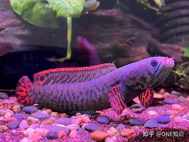 雷龍魚離開水體能存活多久：雷龍魚存活數日，專家解答生存之謎