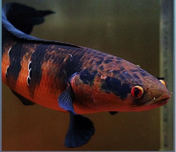 紅帝王雷龍魚有哪些品種？：紅帝王雷龍魚是什么品種