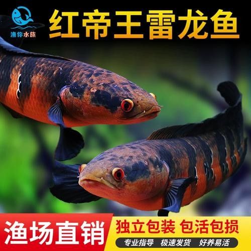 紅帝王雷龍魚有哪些品種？：紅帝王雷龍魚是什么品種