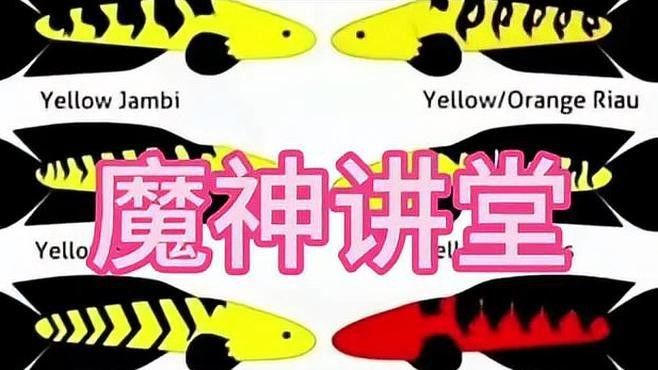 紅帝王雷龍魚有哪些品種？：紅帝王雷龍魚是什么品種