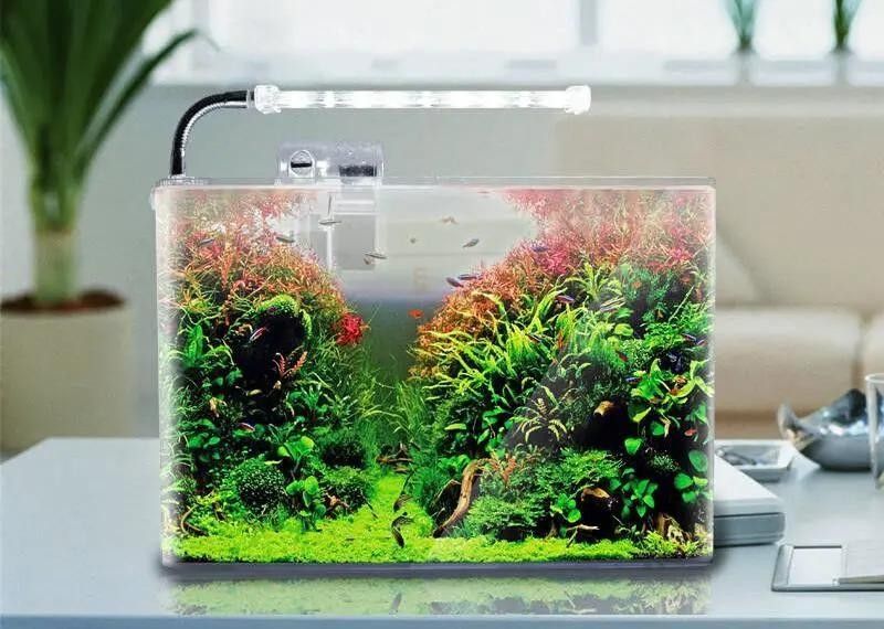 如何判斷自己適合養哪種魚：新手養魚八大誤區,你中了幾個再也不怕把魚養死 如何判斷自己適合養哪種魚：新手養魚八大誤區,你中了幾個再也不怕把魚養死 龍魚百科 第7張