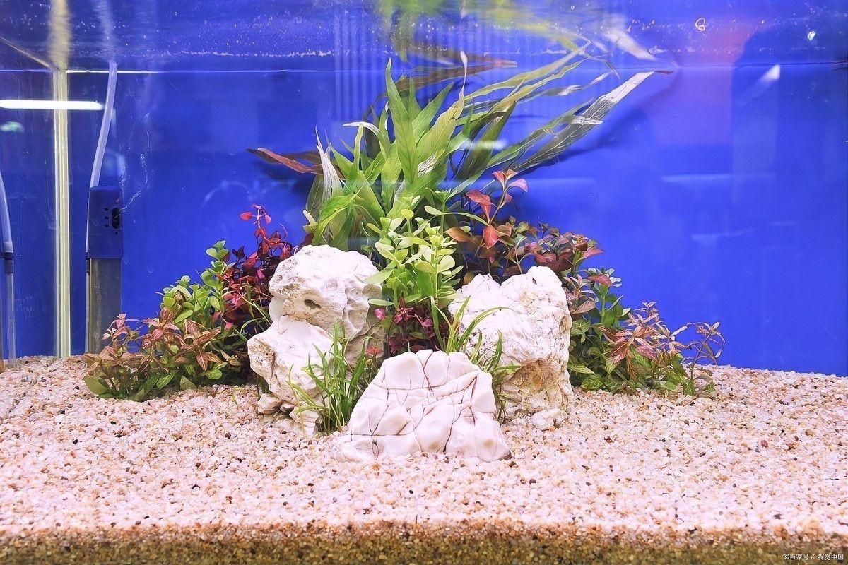 如何判斷自己適合養哪種魚：新手養魚八大誤區,你中了幾個再也不怕把魚養死 如何判斷自己適合養哪種魚：新手養魚八大誤區,你中了幾個再也不怕把魚養死 龍魚百科 第3張