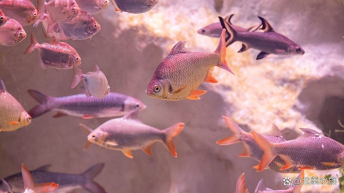 如何判斷自己適合養哪種魚：新手養魚八大誤區,你中了幾個再也不怕把魚養死 如何判斷自己適合養哪種魚：新手養魚八大誤區,你中了幾個再也不怕把魚養死 龍魚百科 第5張