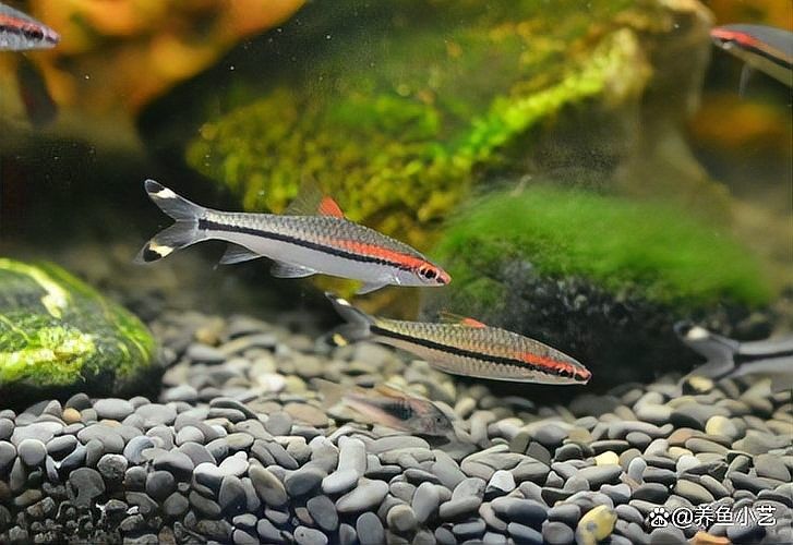 如何判斷自己適合養哪種魚：新手養魚八大誤區,你中了幾個再也不怕把魚養死 如何判斷自己適合養哪種魚：新手養魚八大誤區,你中了幾個再也不怕把魚養死 龍魚百科 第6張