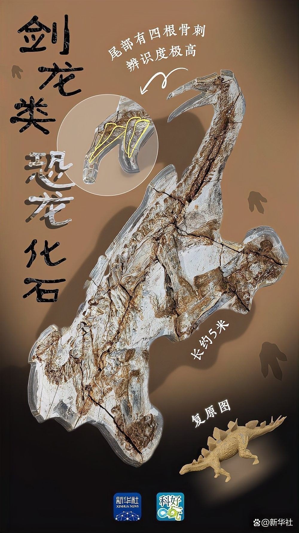 河北原始角龍的頭飾結(jié)構(gòu)是怎樣的：河北發(fā)現(xiàn)原始角龍類恐龍
