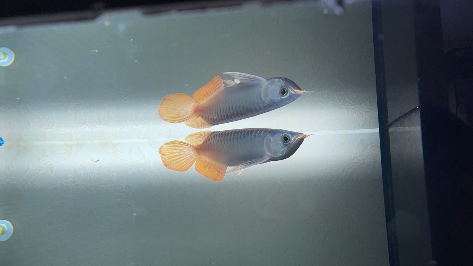 金洋龍魚會所的聯系方式：<strong><mark>成都</mark></strong>金洋龍魚會所
