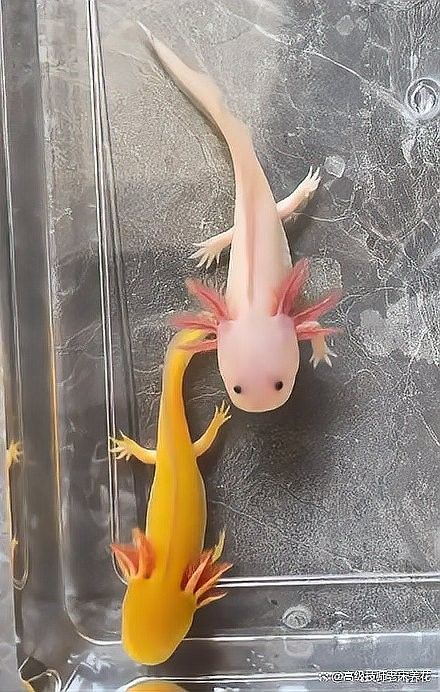 恐龍魚苗多久換一次水？：六角恐龍魚多久換一次水