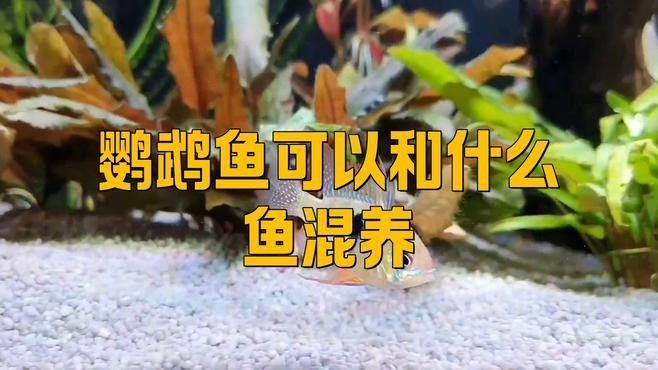 哪些魚適合與鸚鵡魚混養(yǎng)？