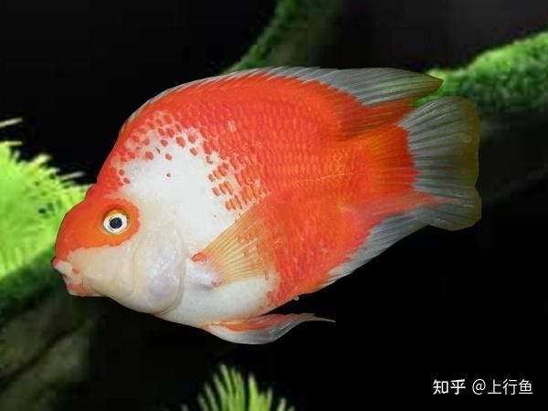 發色期間換水時需要注意什么？ 發色期間換水時需要注意什么？ 龍魚百科 第10張