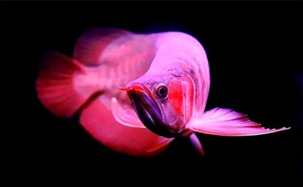 金龍魚和哪些魚混養會打架：混養金龍魚的注意事項 金龍魚和哪些魚混養會打架：混養金龍魚的注意事項 龍魚百科 第6張
