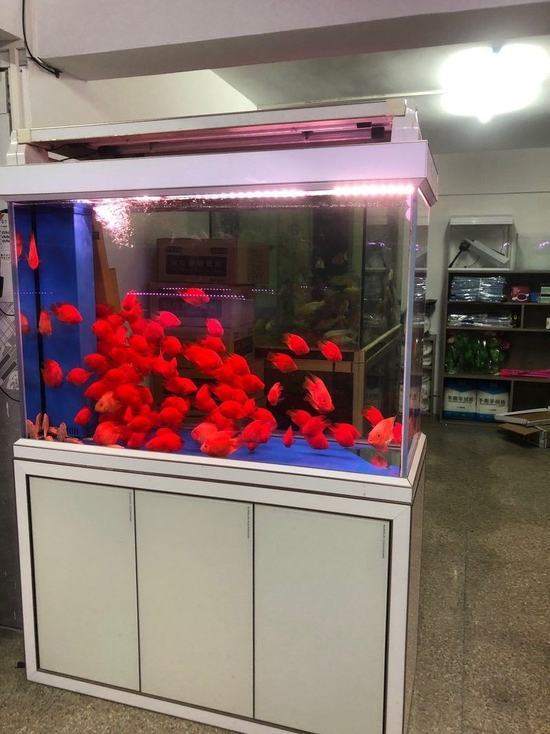 天臺哪個水族館龍魚好？祥龍魚場龍魚：廣州龍魚祥龍魚場