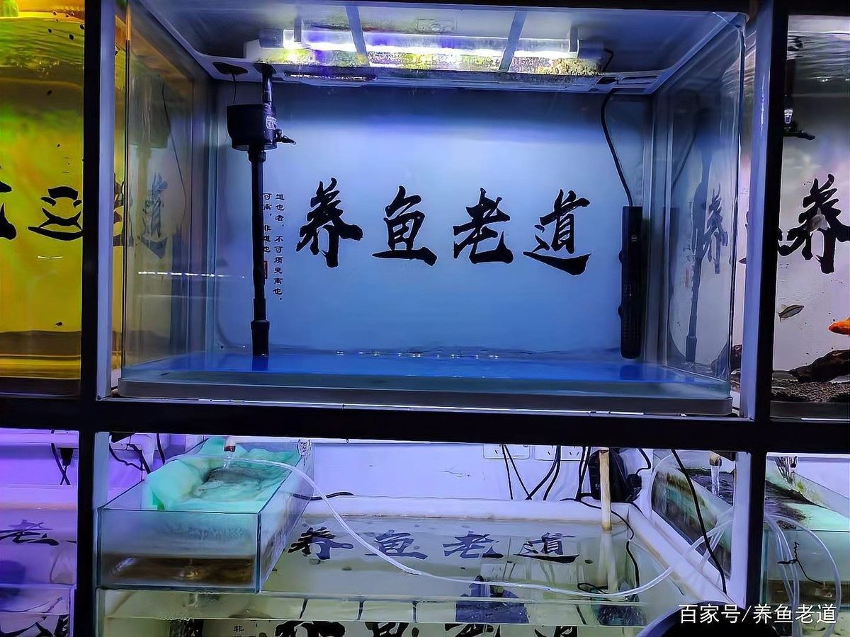 如何檢查金九龍魚缸是否漏水：檢查金九龍魚缸是否漏水需從結(jié)構(gòu)、設(shè)備及日常維護(hù)多方面入手