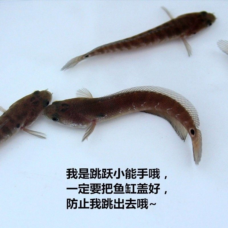 彩虹雷龍魚的價格是多少：彩虹雷龍魚價格因品種、規格和銷售渠道不同而有所差異 彩虹雷龍魚的價格是多少：彩虹雷龍魚價格因品種、規格和銷售渠道不同而有所差異 龍魚百科 第17張