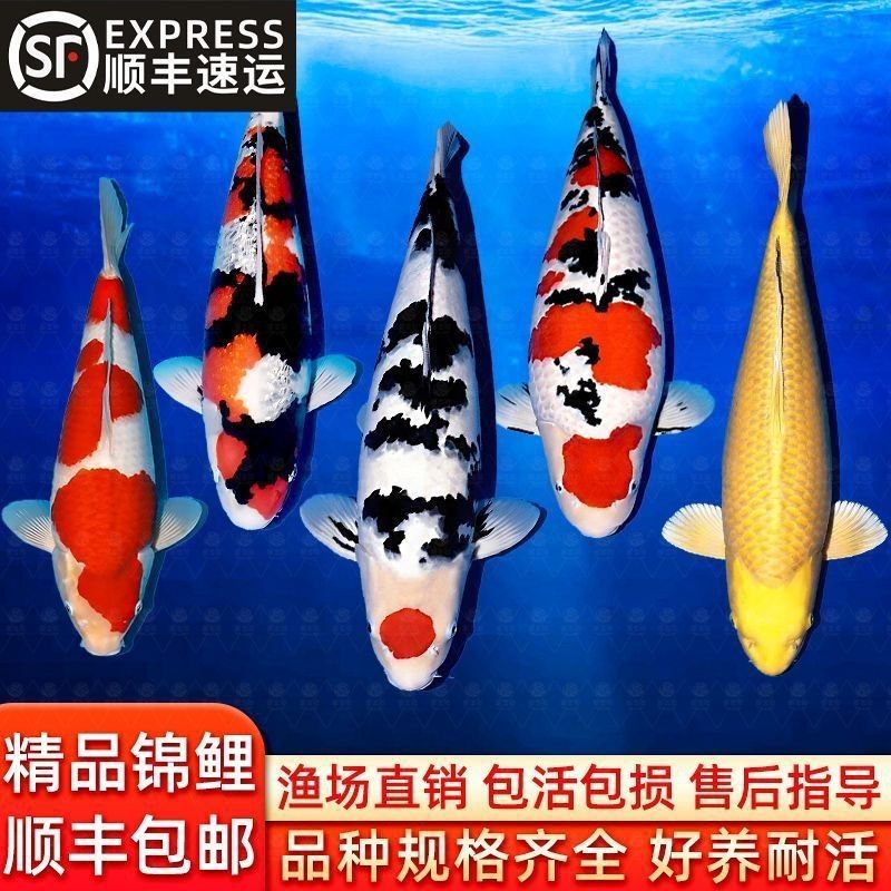 彩虹雷龍魚的價格是多少：彩虹雷龍魚價格因品種、規格和銷售渠道不同而有所差異 彩虹雷龍魚的價格是多少：彩虹雷龍魚價格因品種、規格和銷售渠道不同而有所差異 龍魚百科 第18張