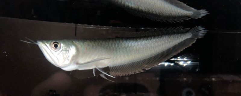 龍魚沉底后多久會恢復：龍魚為何“沉默”趴缸全面解析原因與高效解決方法!