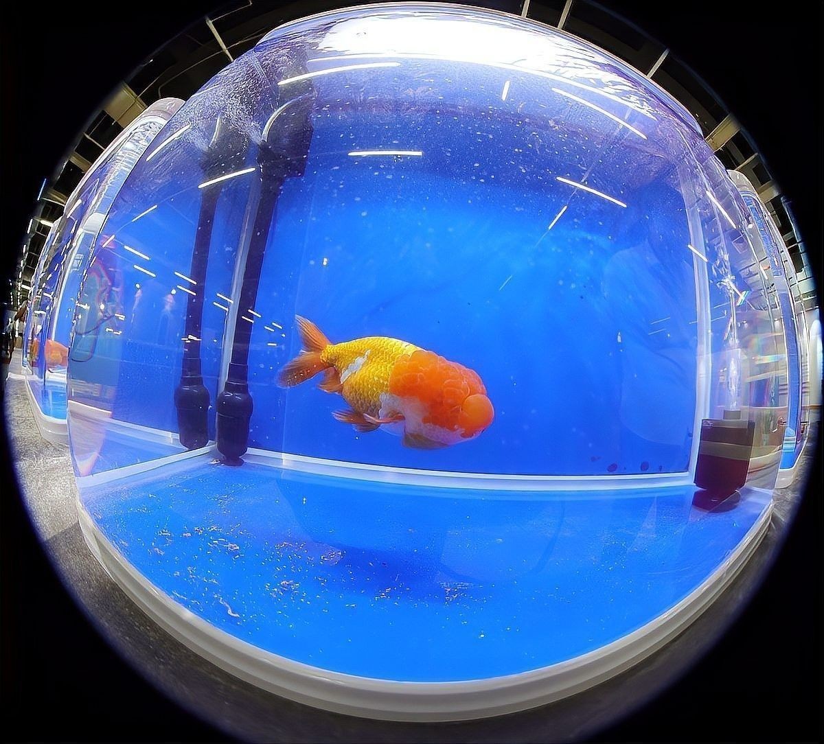 龍魚沉底后多久會恢復：龍魚為何“沉默”趴缸全面解析原因與高效解決方法!