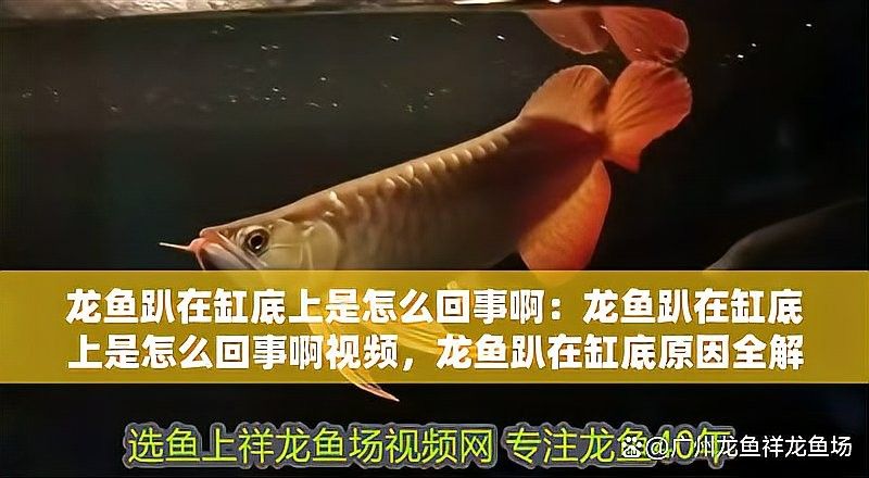 龍魚沉底后多久會恢復：龍魚為何“沉默”趴缸全面解析原因與高效解決方法!