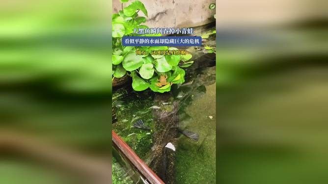 龍魚吃完整只大青蛙的視頻：關(guān)于龍魚捕食青蛙的富媒體資源及相關(guān)信息 龍魚吃完整只大青蛙的視頻：關(guān)于龍魚捕食青蛙的富媒體資源及相關(guān)信息 龍魚百科 第2張