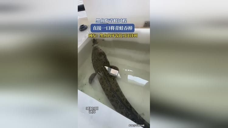 龍魚吃完整只大青蛙的視頻：關(guān)于龍魚捕食青蛙的富媒體資源及相關(guān)信息 龍魚吃完整只大青蛙的視頻：關(guān)于龍魚捕食青蛙的富媒體資源及相關(guān)信息 龍魚百科 第3張