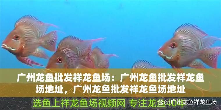 深圳龍魚批發市場的價格如何：深圳龍魚批發市場價格