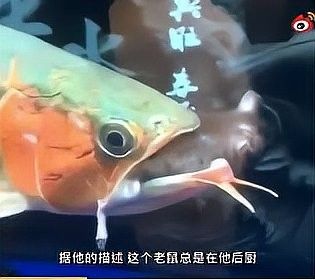 龍魚吃老鼠時需要注意什么：寵物魚在魚缸里吃老鼠會怎么樣？ 龍魚吃老鼠時需要注意什么：寵物魚在魚缸里吃老鼠會怎么樣？ 龍魚百科 第1張